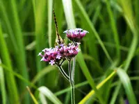 DSCF2670 (2).webp