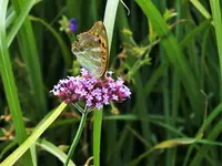 DSCF2671 (2).webp