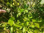 Blätter_im_Innenere_der_Hecke.jpg
