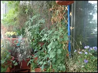 c035.webp