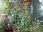 c035.jpg
