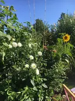 2019-08-08 Dahlienbeet (1).webp