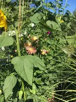 2019-08-08 Dahlienbeet (2).webp