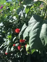 2019-08-08 Dahlienbeet (3) Noordwiks Glorie2018.webp