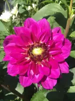 2019-08-08 Dahlienbeet (5) Nachbarin lila2018.webp