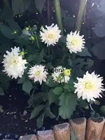 2019-08-08 Dahlienbeet (6) Aspen2019.webp