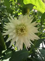 2019-08-08 Dahlienbeet (7)My Love2018.webp