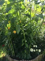 2019-08-08 Dahlienbeet (8).webp
