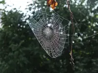 DSCF2700.webp