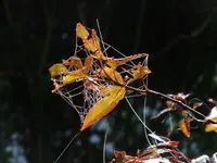 DSCF2704.webp