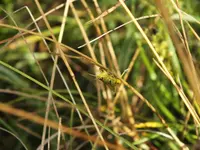 DSCF2720.webp