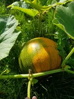 20190809_090624.webp
