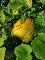 20190809_090643.webp