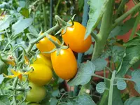 20190809_102231_resized.jpg 20190809_102231_resized.jpg