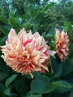 20190808_193515.webp