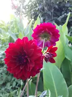 20190804_200958.webp