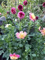 20190803_190820.webp