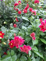 20190730_082155.webp