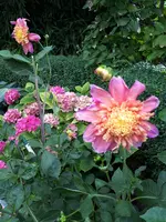 20190803_185248.webp