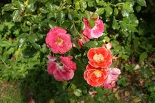 DSC08186.JPG