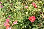 DSC08187.JPG