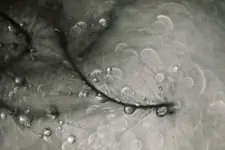 0M3A1224.webp