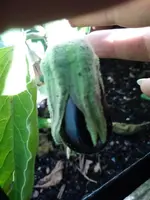 aubergine.webp