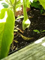 aubergine_2.webp