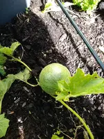 Melone.webp