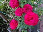 DSC00575.JPG