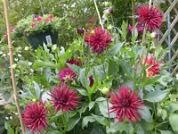 Fahlie nuir e te 11.8.webp