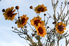 gelbe.webp