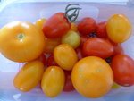 P1130814Tomatenernte.JPG