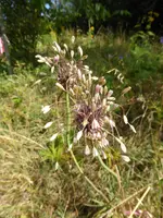 P1130816Weinlauch.webp