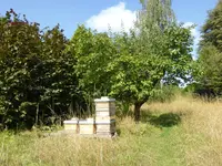 P1130821Bienenstöcke und Quitte.webp
