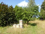 P1130821Bienenstöcke und Quitte.JPG