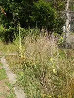 P1130826unteres Beet.webp