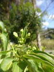 P1130828Sieben-Söhne-des-Himmels.JPG