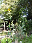 P1130833Hochbeet.JPG
