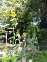 P1130833Hochbeet.webp