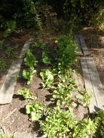 P1130837Salat und rote Beete.webp