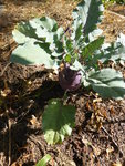 P1130838Kohlrabi.JPG