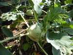 P1130839Kohlrabi.JPG