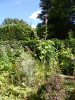 P1130848mein Beet.webp