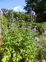 P1130852Kugeldisteln.JPG