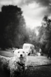 Hund Tremonia.jpg