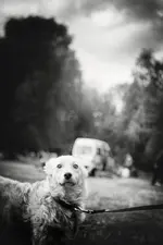 Hund Tremonia.webp