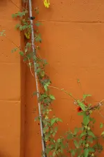 DSC08204.webp