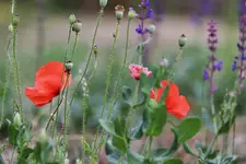image002.webp