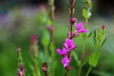 image003.webp